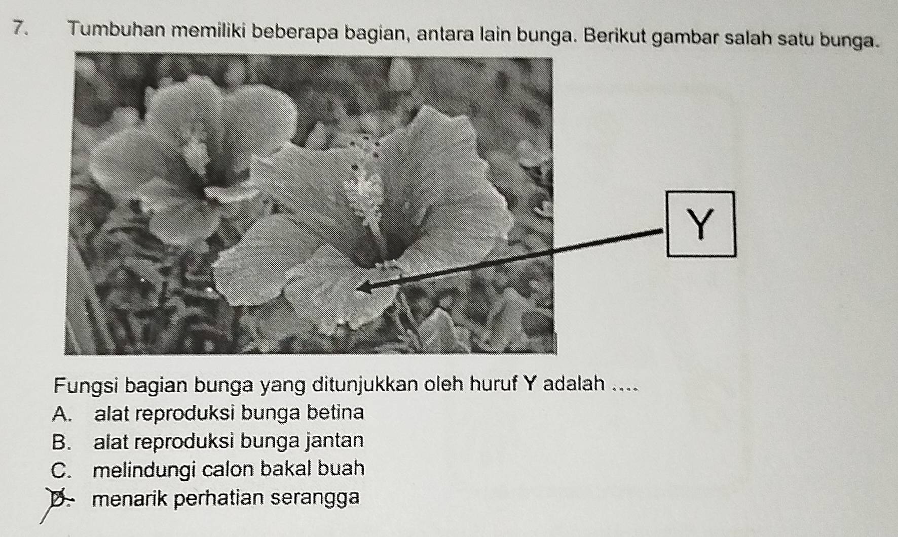 Tumbuhan memiliki beberapa bagian, antara lain bunga. Berikut gambar salah satu bunga.
Fungsi bagian bunga yang ditunjukkan oleh huruf Y adalah ....
A. alat reproduksi bunga betina
B. alat reproduksi bunga jantan
C. melindungi calon bakal buah
menarik perhatian serangga