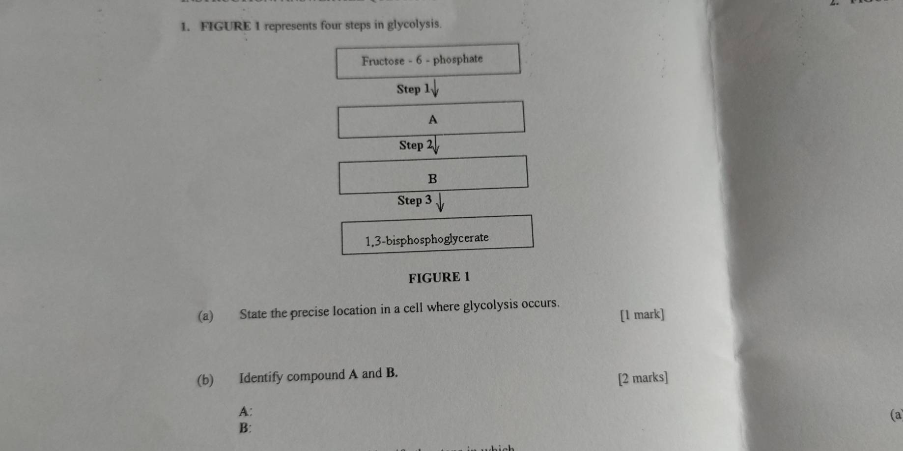 FIGURE 1 represents four steps in glycolysis. 
Fructose - 6 - phosphate 
Step 1downarrow
A 
Step sqrt[2]()
B 
Step 3 downarrow
1, 3 -bisphosphoglycerate 
FIGURE 1 
(a) State the precise location in a cell where glycolysis occurs. 
[1 mark] 
(b) Identify compound A and B. 
[2 marks] 
A: 
(a 
B: