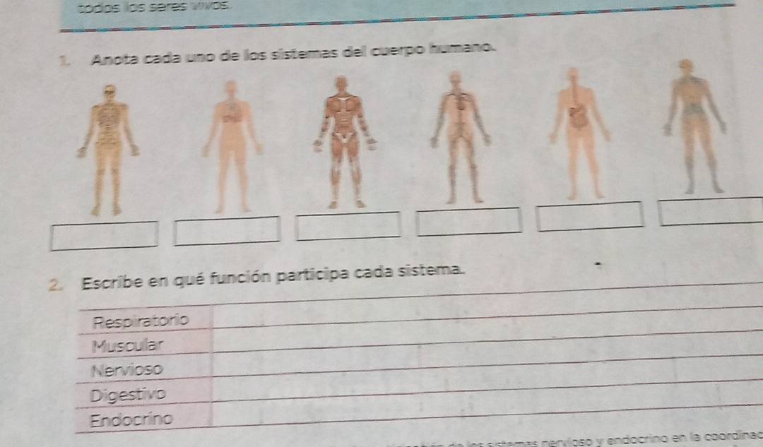 todos los séres vivos
1. Anota cada uno de los sistemas del cuerpo humano.
2. Escribe en qué función participa cada sistema.
Respiratorio
Muscular
Nervioso
Digestivo
Endocrino
as nervíçso y endocrino en la coordinad