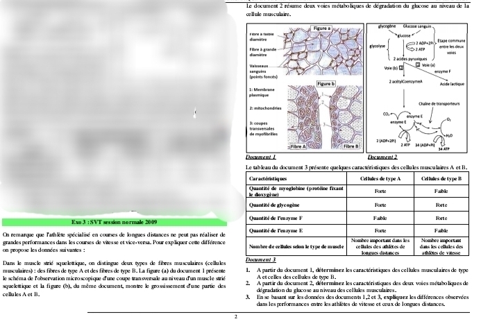 Le document 2 résume deux voies métaboliques de dégradation du glucose au niveau de la 
cellule musculaire . 
Le tableau du document 3 présente quelques caractéristiques des cellules musculaires A et B. 
Car actéristiq ues Cellules detype A Cel lules de typeB 
le doxygè ne Quantité de myoglobine (protéine fixant Forte Fable 
Quantité de glyeogène Forte Forte 
Exo 3 : SVT session normale 20 09 Quantité de Fenzyme F Fable Forte 
On remarque que l'athlète spécialisé en courses de longues distances ne peut pas réaliser de Quantité de l'enzyme E Nombre important dans les Forte Nombre important Fable 
grandes performances dans les courses de vites se et vice-versa. Pour exp liquer cette différence 
on propose les données suivantes : Nom hre d e ce llules selon le type de m uscl e ce lulles de s atulétes de longues distances dans les cellules des a thlètes de vitesse 
Dans le muscle strié squelettique, on distingue deux types de fibres musculaires (cellules Document 3 
musculaires) : des fibres de type A et des fibres de type B. La figure (a) du document 1 présente 1. A partir du document 1, déter minez les caractéristiques des cel lules musculaires de type 
le schéma de l'observation microscopique d'une coupe transversale au niveau d'un muscle strié A et celles descelules de type B. 
squelettique et la figure (b), du même document, montre le grossissement d'une partie des 2. A partir du document 2, déterminez les caractéristiques des deux voies métaboliques de 
dé gradation du glucose au niveau des cel lules musculaires . 
cellules A et B. 3. En se basant sur les données des documents 1, 2 et 3, expliquez les différences observées 
dans les performances entre les athlètes de vitesse et œux de longues distances. 
2