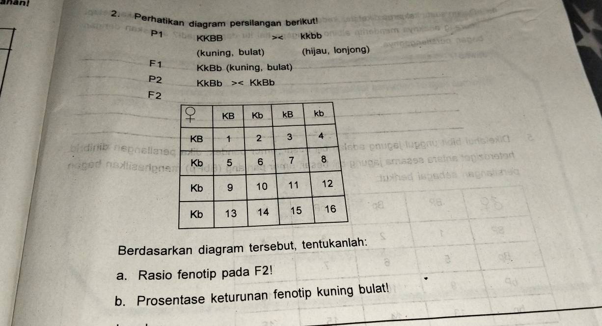 anan! 
2. Perhatikan diagram persilangan berikut!
P1 KKBB >< kkbb
(kuning,bulat) (hijau, lonjong) 
F1 KkBb (kuning, bulat)
P2 KkBb >< KkBb
F2 
Berdasarkan diagram tersebut, tentukanlah: 
a. Rasio fenotip pada F2! 
b. Prosentase keturunan fenotip kuning bulat!