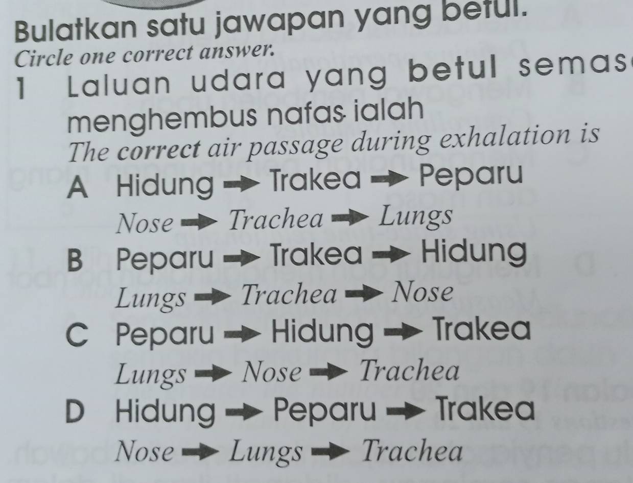 Bulatkan satu jawapan yang betul.
Circle one correct answer.
1 Laluan udara yang betul semas
menghembus nafas ialah
The correct air passage during exhalation is
A Hidung Trakea Peparu
Nose Trachea Lungs
B Peparu Trakea → Hidung
Lungs Trachea Nose
C Peparu Hidung → Trakea
Lungs Nose Trachea
D Hidung Peparu → Trakea
Nose Lungs Trachea