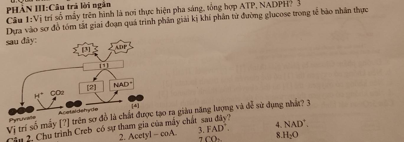 HÀN III:Câu trả lời ngắn
Câu 1:Vị trí số mấy trên hình là nơi thực hiện pha sáng, tổng hợp ATP, NADPH? 3
Dựa vào sơ đồ tóm tắt giai đoạn quá trình phân giải kị khí phân tử đường glucose trong tế bào nhân thực
Vị trí số mấy [?] trên sơ đồ là chất o rạ giàu năng lượng và dễ sử dụng nhất? 3
Pyruvate 
Cầu 2. Chu trình Creb có sự tham gia của mấy chất
2. Acety 1-coA. 3.FAD^+.
4. NAD^+.
7CO_2.
8. H_2O