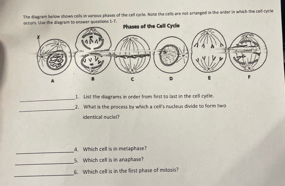 Risolto:The diagram below shows cells in various phases of the cell ...