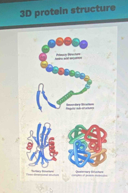 3D protein structure