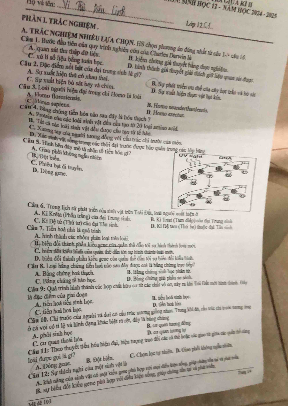 Họ và tên:_
UN SINH HọC 12 - Năm HọC 2024 - 2025
phÀN 1 tRÁC ngHIệM .
Lớp 12
A. TRÁC NGHIỆM NHIÊU LựA CHQN. HS chọn phương án đúng nhất từ cầu 1-> cầu 16.
Câu 1. Bước đầu tiên của quy trình nghiên cứu của Charles Darwin là
A. quan sát thu thập dữ liệu. B. kiểm chứng giả thuyết bằng thực nghiệm.
C. xử lí số liệu bằng toán học. D. hình thành giả thuyết giải thích giữ liệu quan sát được.
Câu 2. Đặc điểm nổi bật của đại trung sinh là gì?
A. Sự xuất hiện thú có nhau thai. B. Sự phát triển ưu thể của cây hạt trần và bó sát
C. Sự xuất hiện bò sát bay và chim. D. Sự xuất hiện thực vật hạt kín.
Câu 3. Loài người hiện đại trong chi Homo là loài
A. Homo floresiensis, B. Homo neanderthanlensis.
CHomo sapiens. D. Homo erectus.
Câu 4. Băng chứng tiến hóa nào sau đây là hóa thạch ?
A. Protein của các loài sinh vật đều cầu tạo từ 20 loại amino acid.
B. Tất cả các loài sinh vật đều được cầu tạo tử tế bảo.
C. Xương tay của người tương đồng với cầu trúc chi trước cứa mèo.
D. Xác sinh vật sống trong các thời đại trước được bảo quản trong
Câu 5. Hình bên đây mô tả nhân tố tiến hóa gì?
A. Giao phối không ngẫu nhiên
Bộ Đột biển.
C. Phiêu bạt di truyền.
D. Dòng gene.
Câu 6. Trong lịch sử phát triển của sinh vật trên Trái Đất, loài người xuất hiện ở
A. Ki Krêta (Phần trắng) của đại Trung sinh.  B. Ki Triat (Tam điệp) của đại Trung sinh
C. Ki Đệ tứ (Thứ tư) của đại Tân sinh. D. Ki Đệ tam (Thứ ba) thuộc đại Tân sinh.
Câu 7. Tiền hoá nhỏ là quá trình
A. hình thành các nhóm phân loại trên loài.
Bộ biến đối thành phần kiểu gene của quản thể dẫn tới sự hình thành loài mới.
C. biến đổi kiểu hình của quân thể dẫn tới sự hình thành loài mới.
D. biến đổi thành phần kiểu gene của quần thể dẫn tới sự biến đổi kiểu hình.
Câu 8. Loại bằng chứng tiến hoá nào sau đây được coi là bằng chứng trực tiếp?
A. Bảng chứng hoá thạch.  B. Băng chứng sinh học phân tử.
C. Bằng chứng tế bào học. D. Bảng chứng giải phẫu so sánh.
Câu 9: Quá trình hình thành các hợp chất hữu cơ từ các chất vô cơ, xây ra khi Trái Đất mới hình thành. Đây
là đặc điểm của giai đoạn
B. tiến hoá sinh học.
A. tiến hoá tiền sinh học.
C. tiến hoá hoá học. D. tiến hoá lớm
Câu 10. Chi trước của người và dơi có cầu trúc xương giống nhau. Trong khi đó, cầu trúc chi trước tương: đng
ở cá voi có tỉ lệ và hình dạng khác biệt rõ rệt, đây là băng chứng
A. phôi sinh học B. cơ quan tương đồng
D. cơ quan tương tự
Câu 11: Theo thuyết tiến hóa hiện đại, hiện tượng trao đổi các cá thể hoặc các giao từ gilla các quân thể cùng
C. cơ quan thoái hóa
A. Dòng gene. B. Đột biển. C. Chọn lọc tự nhiên. D. Giao phối không nglu nhiên
loài được gọi là gi?
A. khá năng của sinh vật có một kiểu gene phủ hợp với mọi điều kiện sống, giáp chúng tòp tại và phát trêm
Câu 12: Sự *  thích nghỉ của một sinh vật là
fnng 14
B. sự biến đối kiểu gene phù hợp với điều kiện sống, giúp chúng tồn tạ và phát triển
Mã đê 103