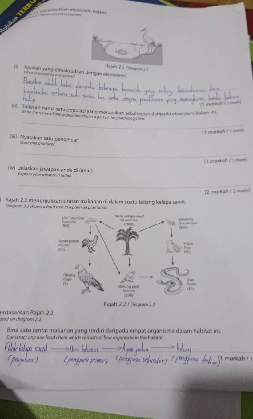 oenunjukkan ekosistem kolam 
s eows a pond ecosyitém 
tjukan TERB 
/ Diagram 2. 1 
(i) Apakah yang dimaksudkan dengan ekosistem? 
What is meant by ecosystem? 
_ 
_ 
[1 markah / 1 mark] 
(ii) Tuliskan nama satu populasi yang merupakan sebahaqian daripada ekosistem kolam in 
_ 
Write the name of one population that is a part of this pond ecosystem. 
[1 markah / 1 mark] 
(iii) Nyatakan satu pengeluar. 
State one producer. 
_ 
[1 markah / 1 mark] 
(iv) Jelaskan jawapan anda di (a)(iii). 
Explain your answer in (a)(iii). 
_ 
[2 markah / 2 marks] 
Rajah 2.2 menunjukkan siratan makanan di dalam suatu ladang kelapa sawit. 
Diagram 2.2 shows a food web in a palm oil plantation. 
erdasarkan Rajah 2.2, 
ased on diagram 2 2, 
Bina satu rantai makanan yang terdiri daripada empat organisma dalam habitat ini. 
Construct any one food chain which consists of four organisms in this habitat. 
[1 markah / 1