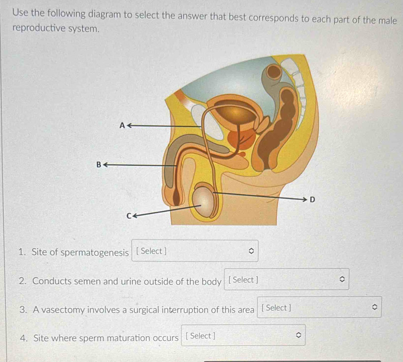 Use the following diagram to select the answer that best corresponds to each part of the male 
reproductive system. 
1. Site of spermatogenesis [ Select ] 
2. Conducts semen and urine outside of the body [ Select ] 
3. A vasectomy involves a surgical interruption of this area [ Select ] 
4. Site where sperm maturation occurs [ Select ]