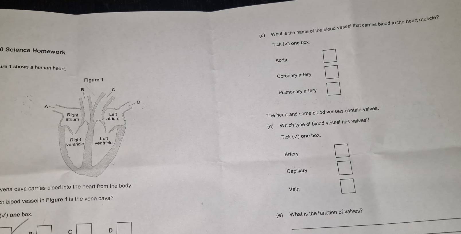 What is the name of the blood vessel that carries blood to the heart muscle?
Tick (√) one box.
0 Science Homework
Aorta
ure 1 shows a human heart.
Coronary artery
Pulmonary artery
The heart and some blood vessels contain valves.
(d) Which type of blood vessel has valves?
Tick (√) one box.
Artery
Capillary
vena cava carries blood into the heart from the body. Vein
ch blood vessel in Figure 1 is the vena cava?
_
(√) one box.
(e) What is the function of valves?
C
D