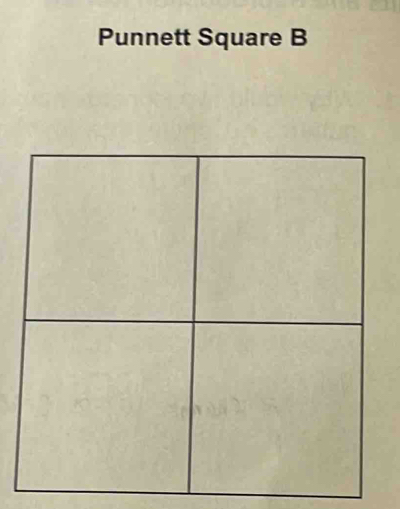 Punnett Square B