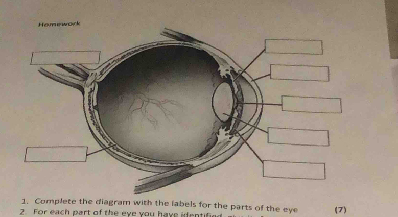 Solved: Complete the diagram with the labels for the parts of the eye ...