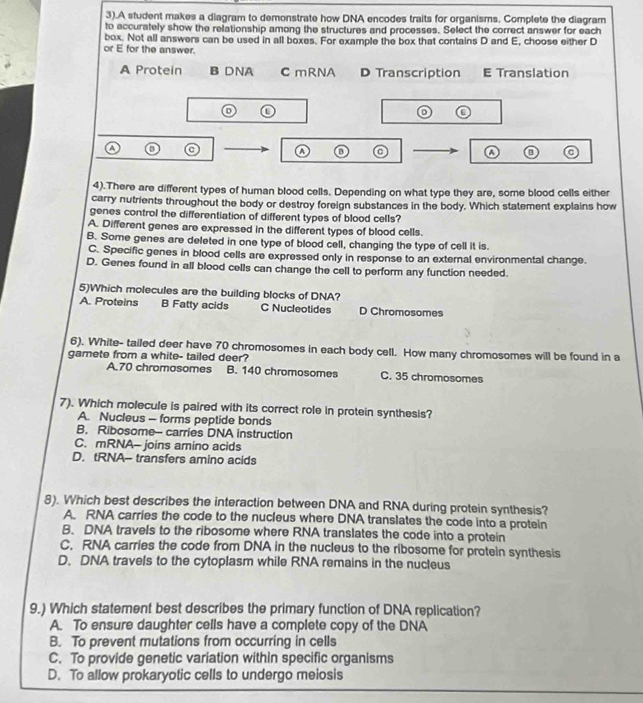 Solved: 3).A student makes a diagram to demonstrate how DNA encodes ...