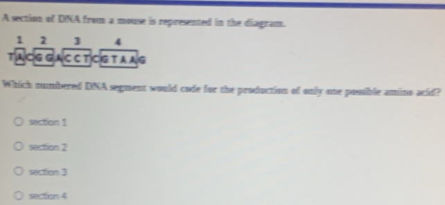 A section of DNA from a mouse is represented in the diagram.
1 2 3 4
TACG GAC C TCG T A AG
Which numbered DNA segment would code for the production of only one possible amino acid?
. secttion 1
section 2
section 3
sefom4