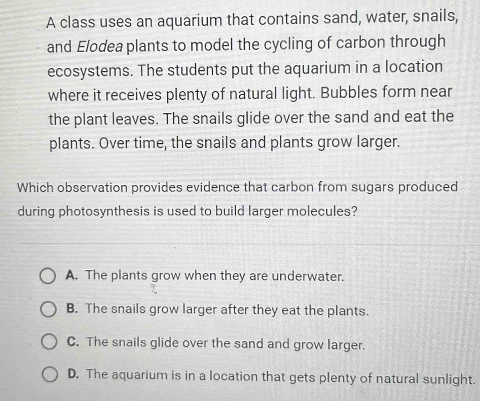 A class uses an aquarium that contains sand, water, snails,
and Elodea plants to model the cycling of carbon through
ecosystems. The students put the aquarium in a location
where it receives plenty of natural light. Bubbles form near
the plant leaves. The snails glide over the sand and eat the
plants. Over time, the snails and plants grow larger.
Which observation provides evidence that carbon from sugars produced
during photosynthesis is used to build larger molecules?
A. The plants grow when they are underwater.
B. The snails grow larger after they eat the plants.
C. The snails glide over the sand and grow larger.
D. The aquarium is in a location that gets plenty of natural sunlight.