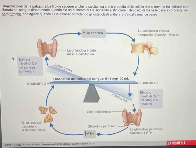 Regolazione della calcemia La tiroide secerne anche la calcitonina che è prodotta dalle cellule che si trovano tra i follicoli ed è
liberata nel sangue direttamente quando c'è un aumento di Ca, andando a stimolare il deposito di Ca nelle ossa e contrastando il
paratormone, che agisce quando il Ca è basso stimolando gli osteoclasti a liberare Ca dalla matrice ossea.
Elaine N. Merięp, Suzanne M. Keller, Il corpo umano, terza edizione, Zanichelli editore 2018 22 ZANICHELLI