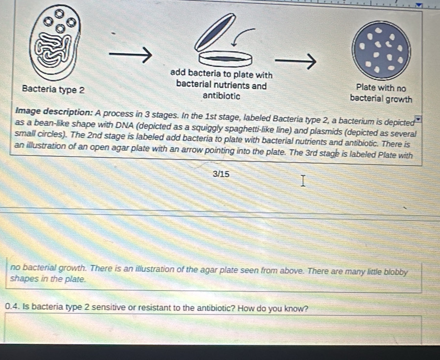 add bacteria to plate with 
bacterial nutrients and Plate with no 
Bacteria type 2 antibiotic bacterial growth 
Image description: A process in 3 stages. In the 1st stage, labeled Bacteria type 2, a bacterium is depicted 
as a bean-like shape with DNA (depicted as a squiggly spaghetti-like line) and plasmids (depicted as several 
small circles). The 2nd stage is labeled add bacteria to plate with bacterial nutrients and antibiotic. There is 
an illustration of an open agar plate with an arrow pointing into the plate. The 3rd stage is labeled Plate with
3/15
no bacterial growth. There is an illustration of the agar plate seen from above. There are many little blobby 
shapes in the plate.
0.4. Is bacteria type 2 sensitive or resistant to the antibiotic? How do you know?