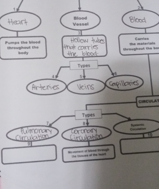 1 
2 
Blood 
Vessel 
3 
Pumps the blood Carries 
throughout the the materials 
body throughout the bo 
Types
16
4 5
apillane 
CIRCULAT 
Types
7
8
Systemic 
Circulation
10
9 
Movement of blood through 
the tissues of the heart