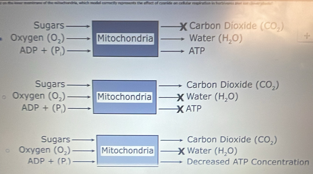 of the mitochondria, which model correctly represents the effect of cyanide on cellular respiration in herbiveres son out cloun plant l 
Sugars Carbon Dioxide (CO_2)
Oxygen (O_2) Mitochondria Water (H_2O)
- 5/3 =
ADP+(P_1) ATP 
Sugars Carbon Dioxide (CO_2)
Oxygen (O_2) Mitochondria Water (H_2O)
ADP+(P_i) ATP 
Sugars Carbon Dioxide (CO_2)
0 XV gen (O_2) Mitochondria Water (H_2O)
ADP+(P_1) Decreased ATP Concentration