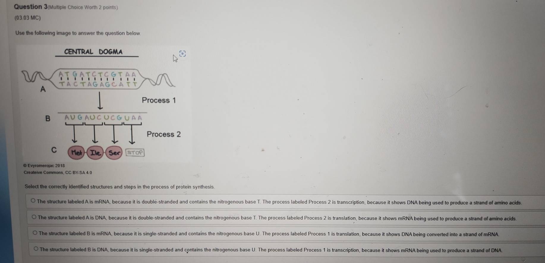 Question 3(Multiple Choice Worth 2 points)
(03.03 MC)
Use the following image to answer the question below
Createive Commons, CC BY-SA 4.0
Select the correctly identified structures and steps in the process of protein synthesis.
The structure labeled A is mRNA, because it is double-stranded and contains the nitrogenous base T. The process labeled Process 2 is transcription, because it shows DNA being used to produce a strand of amino acids.
The structure labeled A is DNA, because it is double-stranded and contains the nitrogenous base T. The process labeled Process 2 is translation, because it shows mRNA being used to produce a strand of amino acids.
The structure labeled B is mRNA, because it is single-stranded and contains the nitrogenous base U. The process labeled Process 1 is translation, because it shows DNA being converted into a strand of mRNA.
The structure labeled B is DNA, because it is single-stranded and contains the nitrogenous base U. The process labeled Process 1 is transcription, because it shows mRNA being used to produce a strand of DNA.