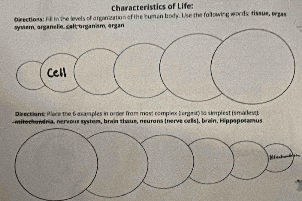 Characteristics of Life: 
Directions: Fill in the levels of organization of the human body. Use the following words: tissue, organ 
system, organelle, cell, organism, organ 
Directions: Place the 6 examples in order from most complex (largest) to simplest (smallest); 
mitochondria, nervous system, brain tissue, neurons (nerve cells), brain, Hippopotamus