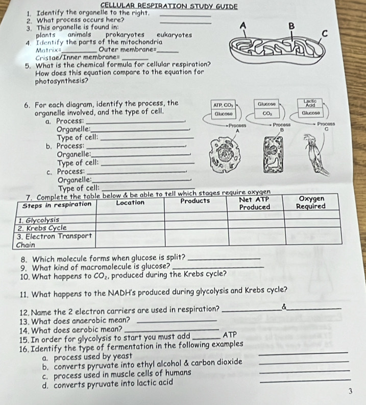CELLULAR RESPIRATION STUDY GUIDE
1. Identify the organelle to the right._
2. What process occurs here?
3. This organelle is found in: _
plants animals prokaryotes eukaryotes
4. Identify the parts of the mitochondria
Matrix=_ Outer membrane=_
Cristae/Inner membrane=_
5. What is the chemical formula for cellular respiration?
How does this equation compare to the equation for
photosynthesis?
6. For each diagram, identify the process, the
organelle involved, and the type of cell. 
a. Process: _
Organelle:_
Type of cell: _
b. Process:_
Organelle:_
Type of cell:_
c. Process:_
Organelle:_
Type of cell:_
8. Which molecule forms when glucose is split?_
9. What kind of macromolecule is glucose?_
10. What happens to CO_2 , produced during the Krebs cycle?
11. What happens to the NADH's produced during glycolysis and Krebs cycle?
12. Name the 2 electron carriers are used in respiration? _&_
13. What does anaerobic mean?_
14. What does aerobic mean?_
15. In order for glycolysis to start you must add _ATP
16. Identify the type of fermentation in the following examples
a. process used by yeast
_
b. converts pyruvate into ethyl alcohol & carbon dioxide_
c. process used in muscle cells of humans_
_
d. converts pyruvate into lactic acid
3