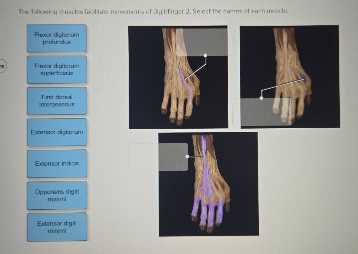 Solved: The following muscles facilitate movements of digit/finger 2 ...