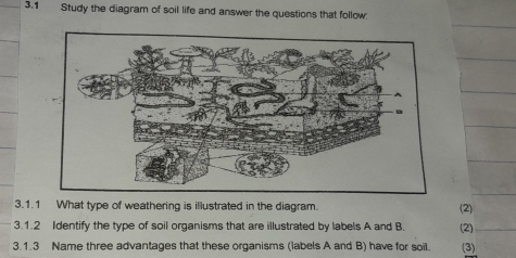 3.1 Study the diagram of soil life and answer the questions that follow: 
3.1.1 What type of weathering is illustrated in the diagram. (2) 
3.1.2 Identify the type of soil organisms that are illustrated by labels A and B. (2)_ 
3.1.3 Name three advantages that these organisms (labels A and B) have for soil. (3)