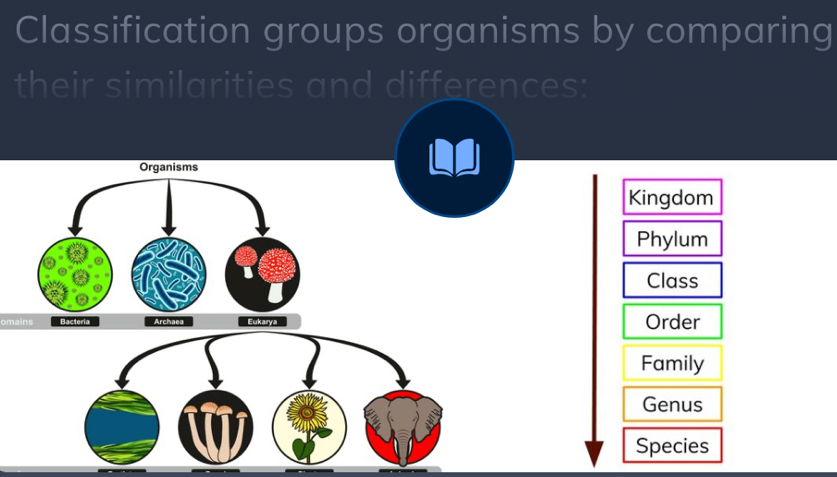 Classification groups organisms by comparing 
their similarities and differences: 
Organisms 
Kingdom 
Phylum 
Class 
omains Bacteria Order 
Family 
Genus 
Species