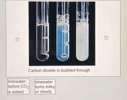 ? 
? 
limewater limewater 
before CO_2 turns milky 
is added or cloudy