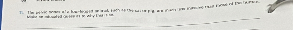 The pelvic bones of a four-legged animal, such as the cat or pig, are much less massive than those of the human. 
_ 
Make an educated guess as to why this is so.