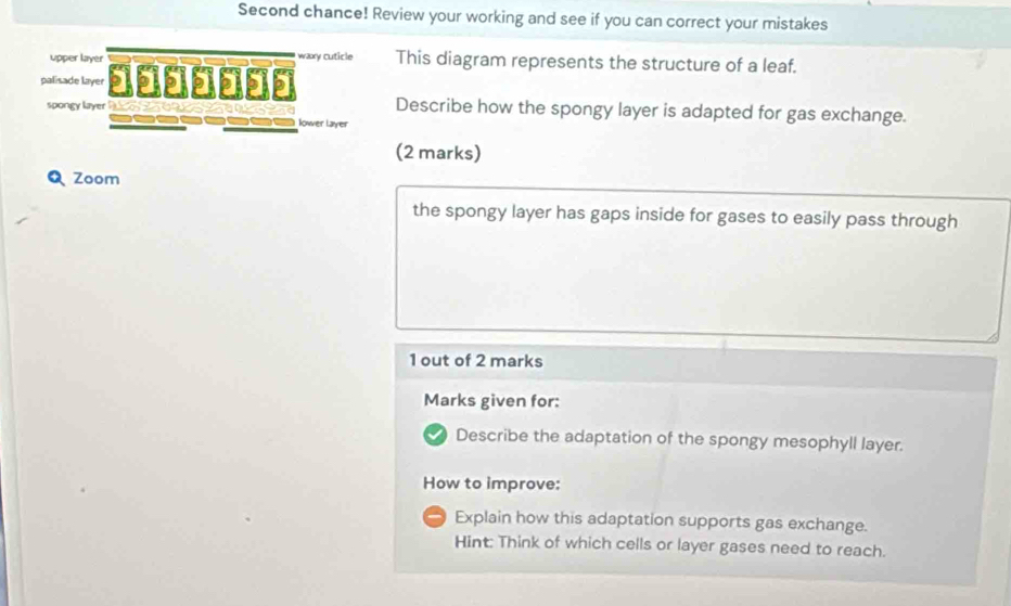 Second chance! Review your working and see if you can correct your mistakes 
upper layer waxy cuticle This diagram represents the structure of a leaf. 
palisade layer 1000000 Describe how the spongy layer is adapted for gas exchange. 
spongy layer R So ， e Q 
t t t lower Layer 
(2 marks) 
Q Zoom 
the spongy layer has gaps inside for gases to easily pass through 
1 out of 2 marks 
Marks given for: 
Describe the adaptation of the spongy mesophyll layer. 
How to improve: 
- Explain how this adaptation supports gas exchange. 
Hint: Think of which cells or layer gases need to reach.