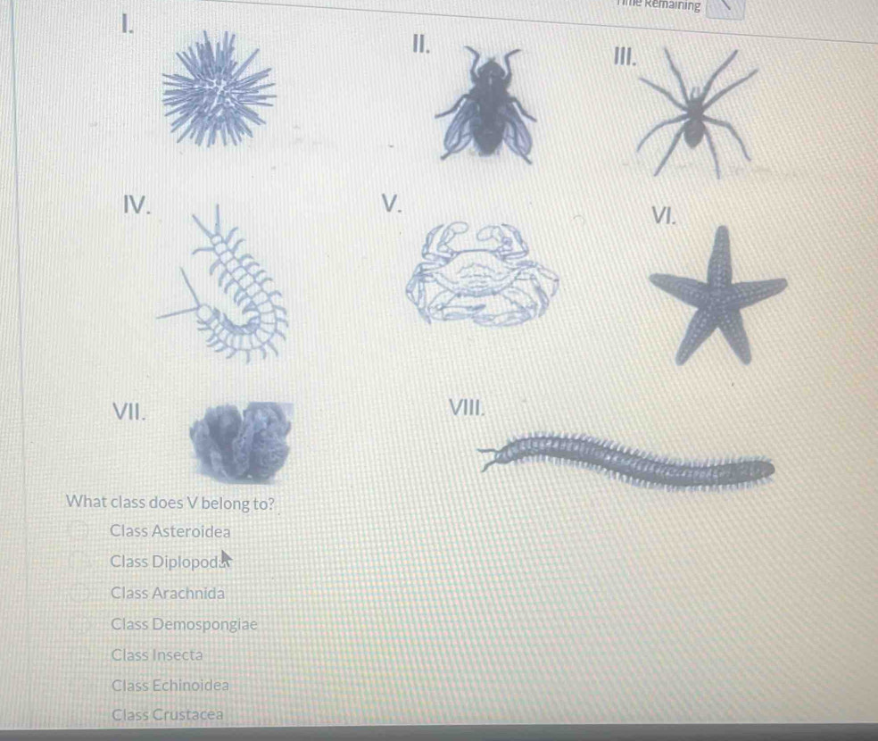 Time Remaining
I.
II.
IVV.
VI.
VII.VIII.
What class does V belong to?
Class Asteroidea
Class Diplopodar
Class Arachnida
Class Demospongiae
Class Insecta
Class Echinoidea
Class Crustacea