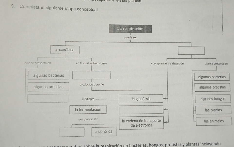 en s plantas. 
9. Completa el siguiente mapa conceptual. 
n 
arativo sobre la respiración en bacterias, hongos, protistas y plantas incluyendo