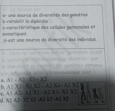 La méiose est :
a- une source de diversités des gamètes
b-rétablit la diploïdie
c-caractéristique des cellules germinales et
somatiques.
d-est une source de diversité des individus.
4- Dans le cas d'une céllule germinale ayant
la garniture Chromosomique illustrée par
le document ci-contre, les gamètes obtenus
par brassage inter chromosomique sont :
a. A1-A2-X1-X2
b. A1X1-A1X2-A2X1-A2X2
C. A1A2-A1X1-A2X1-X1X2
d. A1A2-X1X2-A2X2-A1X2 A_1 A_2 x_2 x_2