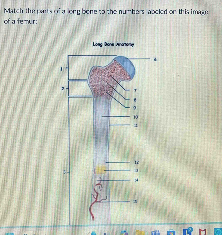 Match the parts of a long bone to the numbers labeled on this image 
of a femur: