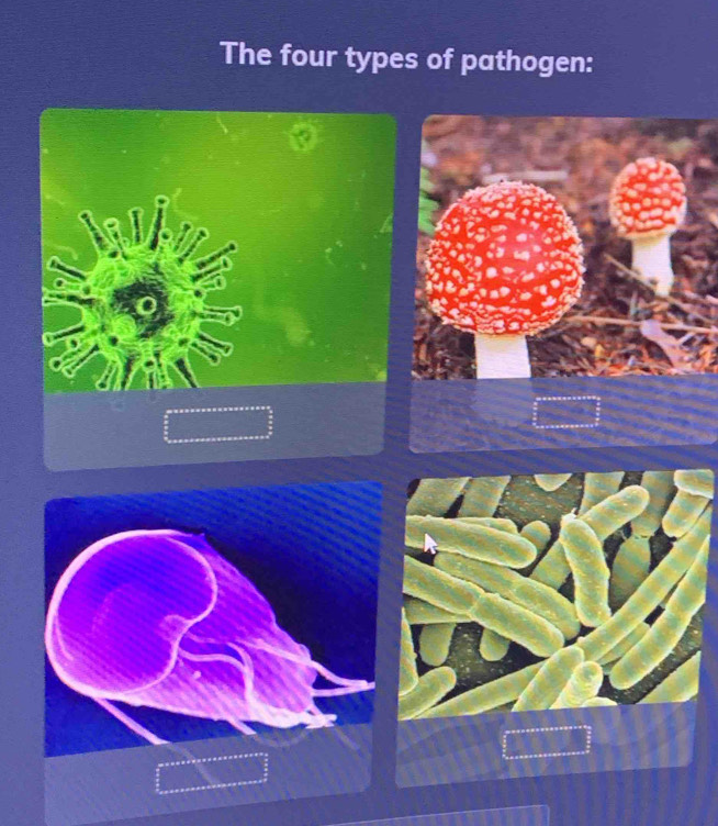 The four types of pathogen: