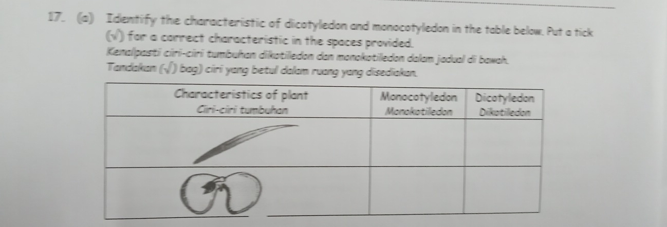 Identify the characteristic of dicotyledon and monocotyledon in the table below. Put a tick 
(√) for a correct characteristic in the spaces provided. 
Kenalpasti ciri-ciri tumbuhan dikotiledon dan monokotiledon dalam jadual di bawah. 
Tandakan ( ( ) bag) ciri yang betul dalam ruang yang disediakan.