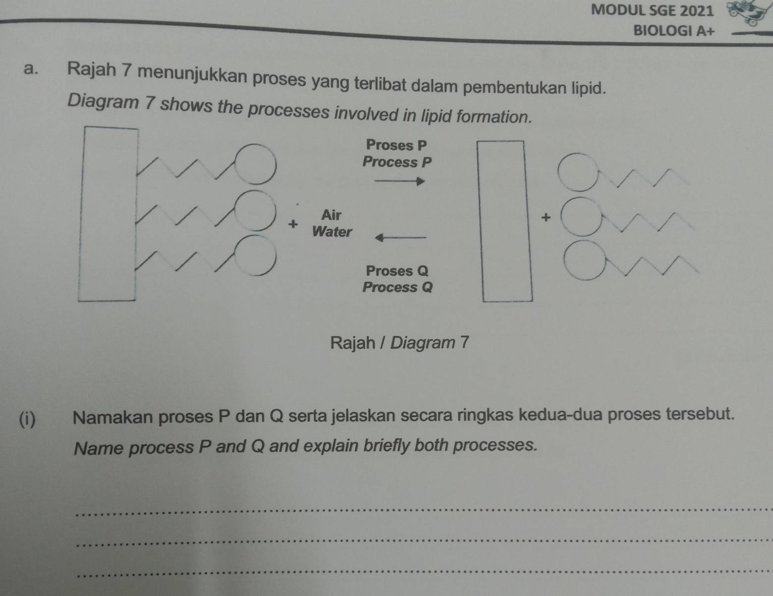 MODUL SGE 2021 
BIOLOGI A+ 
a. Rajah 7 menunjukkan proses yang terlibat dalam pembentukan lipid. 
Diagram 7 shows the processes involved in 
Rajah / Diagram 7 
(i) Namakan proses P dan Q serta jelaskan secara ringkas kedua-dua proses tersebut. 
Name process P and Q and explain briefly both processes. 
_ 
_ 
_