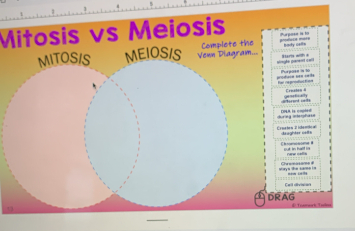 4 5
2 
Mitosis vs Meiosis 
1