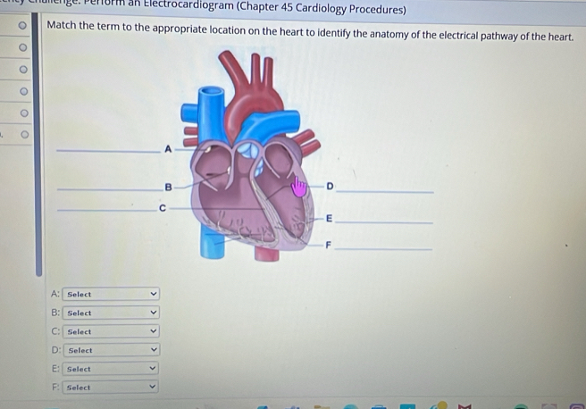 ge: Perorm an Electrocardiogram (Chapter 45 Cardiology Procedures) 
Match the term to the appropriate location on the heart to identify the anatomy of the electrical pathway of the heart. 
A: Select 
B: Select 
C:Select 
D: Select 
E: Select 
F: Select