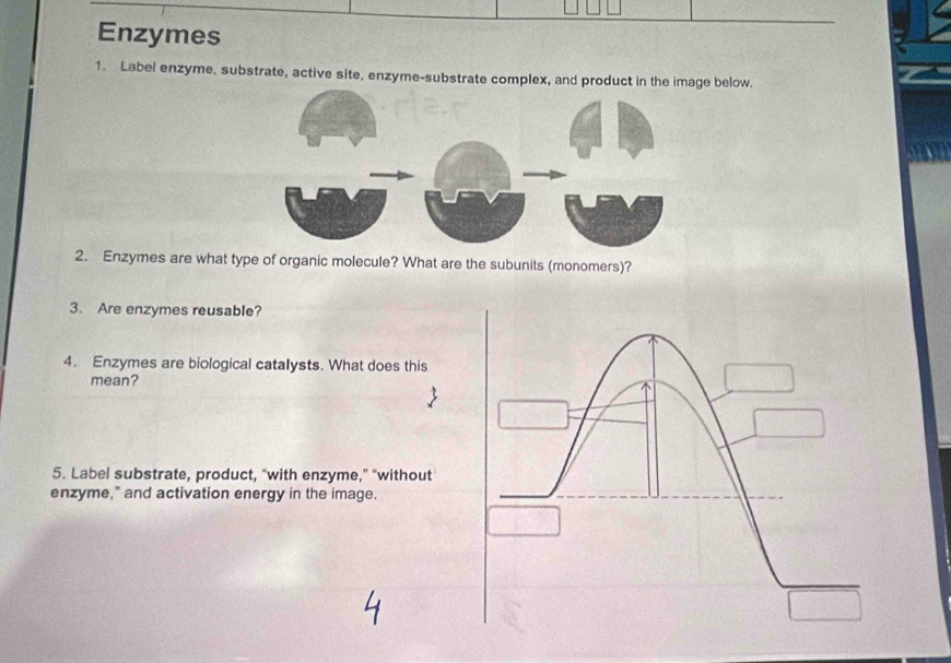 Enzymes 
1. Label enzyme, substrate, active site, enzyme-substrate complex, and below. 
2. Enzymes are what type of organic molecule? What are the subunits (monomers)? 
3. Are enzymes reusable? 
4. Enzymes are biological catalysts. What does this 
mean? 
5. Label substrate, product, "with enzyme,” "without 
enzyme," and activation energy in the image.