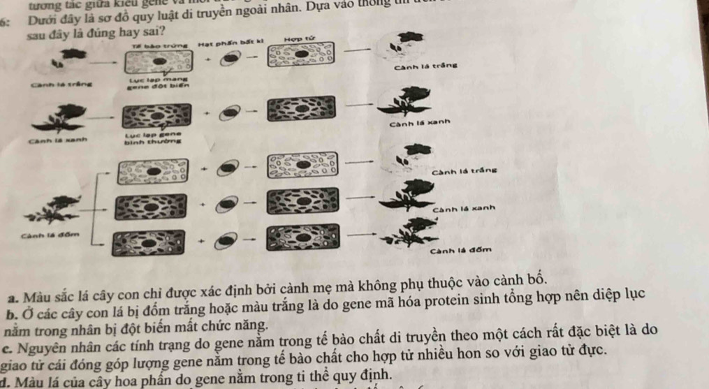 tương tác giữa kiểu gêne và m
6: Dưới đây là sơ đồ quy luật di truyền ngoài nhân. Dựa vào thờng t
sau đây là đúng hay sai?
_
Hạt phần bất ki Hợp tử
+
Cành lá trầng
Canh lá trêng gene đột biến Lục lập mang
_

Cành lá xanh
Cảnh là xanh bình thường Lục lạp gene
_
C
Cành lá trắng
_
Cành lá xanh
Cảnh là đốm
Cành là đốm
a. Màu sắc lá cây con chỉ được xác định bởi cành mẹ mà không phụ thuộc vào cành bố.
b. Ở các cây con lá bị đổm trắng hoặc màu trắng là do gene mã hóa protein sinh tổng hợp nên diệp lục
nằm trong nhân bị đột biến mất chức năng.
e. Nguyên nhân các tính trạng do gene nằm trong tế bào chất di truyền theo một cách rất đặc biệt là do
giao tử cái đóng góp lượng gene nằm trong tế bào chất cho hợp tử nhiều hon so với giao từ đực.
d. Màu lá của cây hoa phần do gene nằm trong ti thể quy định.