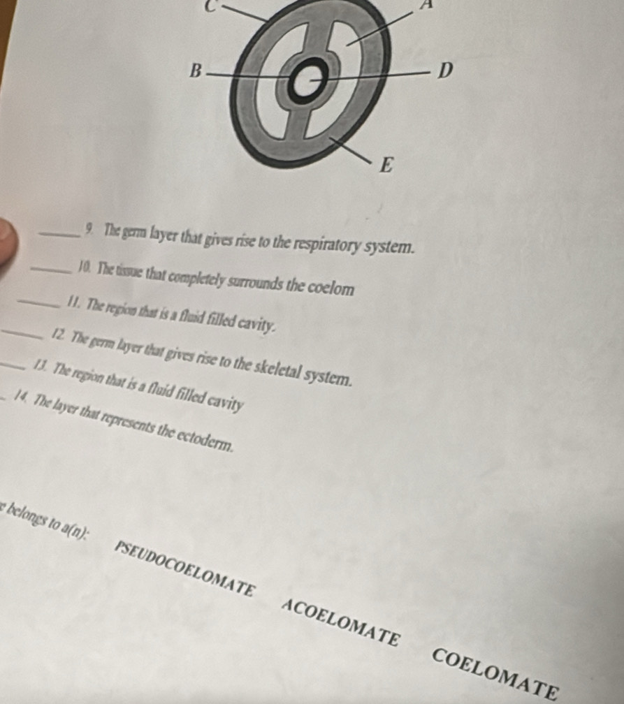 A
_9. The germ layer that gives rise to the respiratory system.
_10. The tissue that completely surrounds the coelom
_1 1. The region that is a fluid filled cavity.
12. The germ layer that gives rise to the skeletal system.
_13. The region that is a fluid filled cavity
_14. The layer that represents the ectoderm.
belongs to a(n): PSEUDOCOELOMATE ACOELOMATE COELOMATE