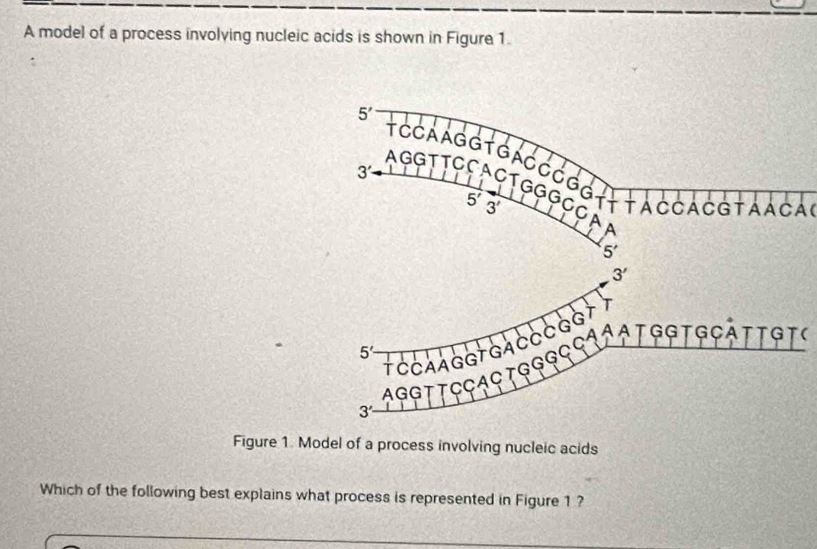 A model of a process involving nucleic acids is shown in Figure 1.
5'
3'
†CCAAGGTGACCÓGGIŁ TACCACGTAAca 
AGGTTCCACTGGGCC A
5'3'
5'
3'
TCCAAGGTGA CCCGGY T
5'
AGGTTCCAC TGGG C C1 0 A T GGT GCATT ST a 
3' 
Figure 1. Model of a process involving nucleic acids 
Which of the following best explains what process is represented in Figure 1 ?