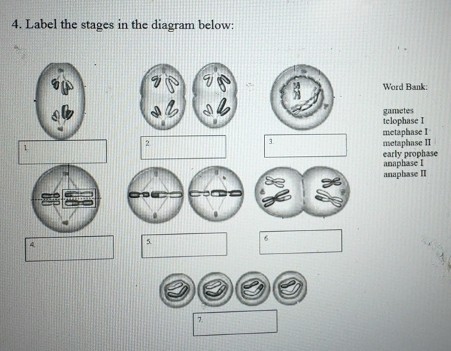 Solved: Label the stages in the diagram below: Word Bank: gametes ...