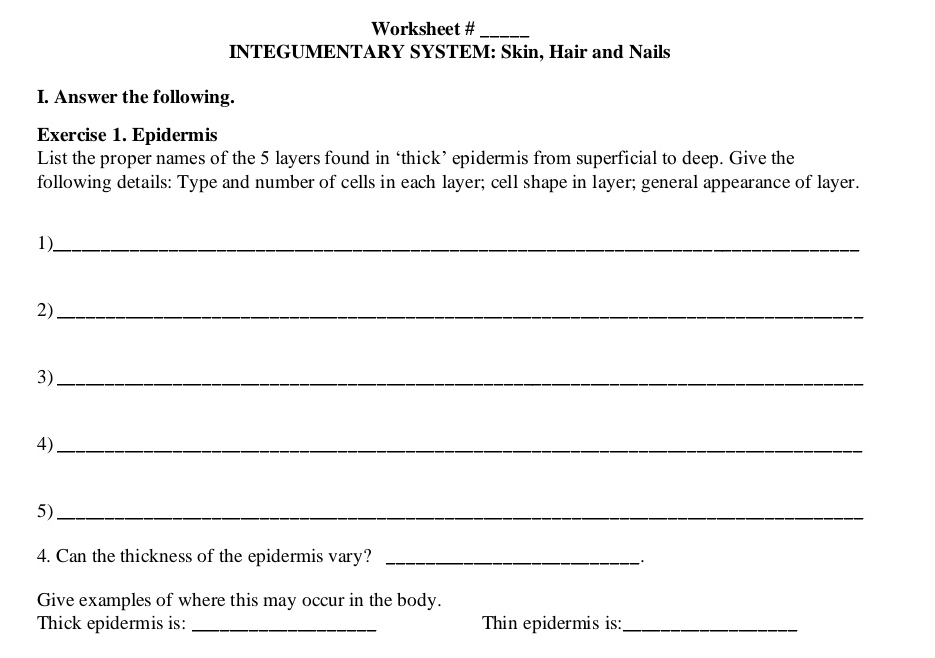 Worksheet #_ 
INTEGUMENTARY SYSTEM: Skin, Hair and Nails 
I. Answer the following. 
Exercise 1. Epidermis 
List the proper names of the 5 layers found in ‘thick’ epidermis from superficial to deep. Give the 
following details: Type and number of cells in each layer; cell shape in layer; general appearance of layer. 
1)_ 
2)_ 
3)_ 
4)_ 
5)_ 
4. Can the thickness of the epidermis vary? _. 
Give examples of where this may occur in the body. 
Thick epidermis is: _Thin epidermis is:_