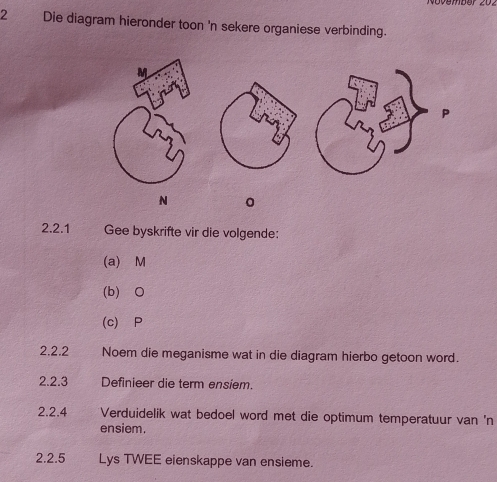 Die diagram hieronder toon 'n sekere organiese verbinding. 
P 
N 。 
2.2.1 Gee byskrifte vir die volgende: 
(a) M
(b)⩾O 
(c) P
2.2.2 Noem die meganisme wat in die diagram hierbo getoon word. 
2.2.3 Definieer die term ensiem. 
2.2.4 Verduidelik wat bedoel word met die optimum temperatuur van 'n 
ensiem. 
2.2.5 Lys TWEE eienskappe van ensieme.