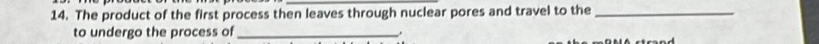 The product of the first process then leaves through nuclear pores and travel to the_ 
to undergo the process of_