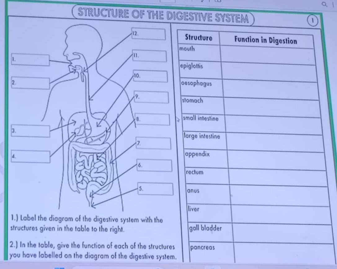 STRUCTURE OF THE DIGESTIVE SYSTEM 
1 
1.) Label the diagram of the digestive system with the 
structures given in the table to the right. 
2.) In the table, give the function of each of the structures 
you have labelled on the diagram of the digestive system.