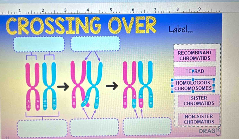 3 4 5 6 7 8 9
Label...
RECOMBINANT
CHROMATIDS
TE?RAD
HOMOLOGOUS
CHROMOSOMES
SISTER
CHROMATIDS
NON-SISTER
CHROMATIDS
DRAG